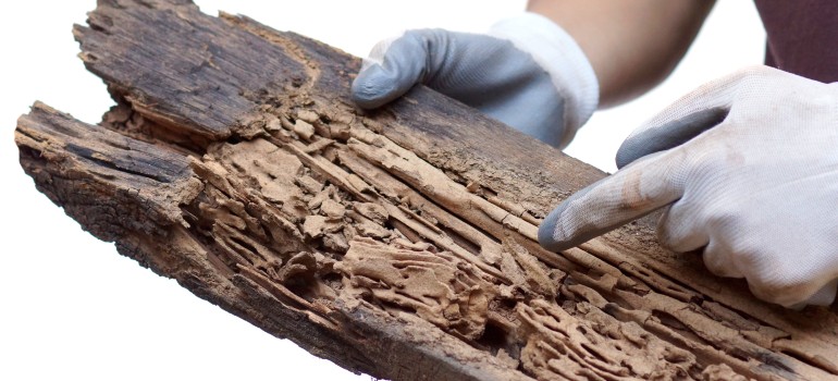 Protecting wooden structures from wood boring beetles